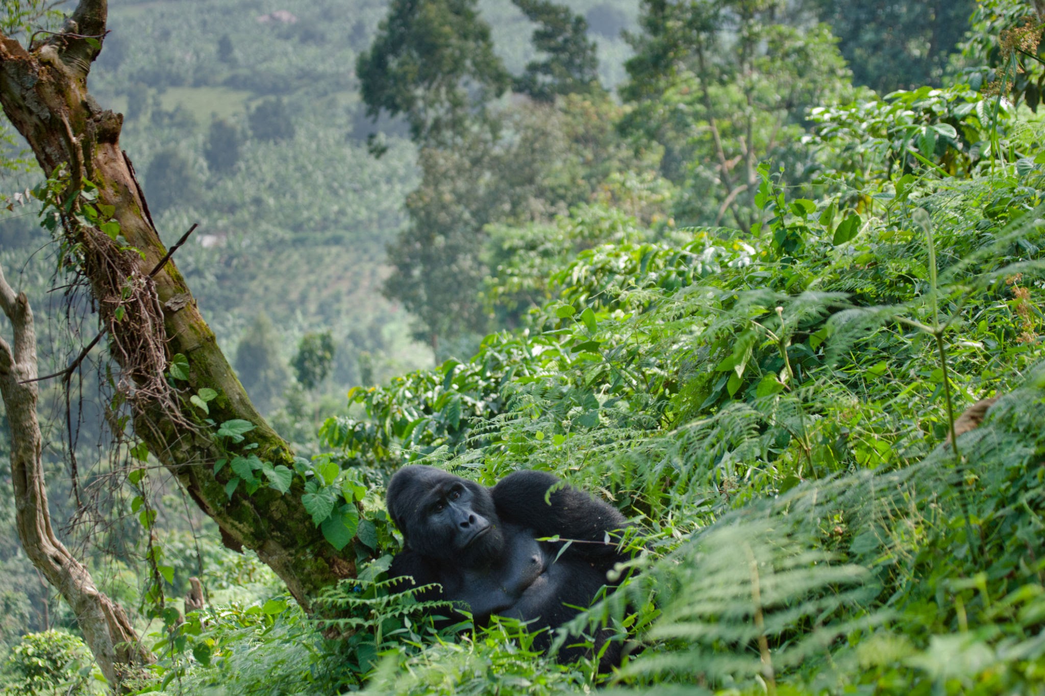 Bwindi Impenetrable Forest